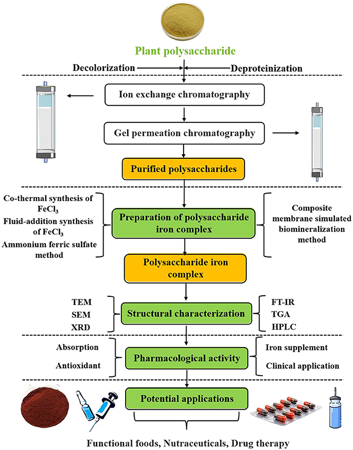 Frontiers | Structural characterization and biological activities of  polysaccharide iron complex synthesized by plant polysaccharides: A review