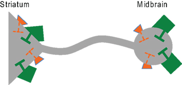 www.frontiersin.org