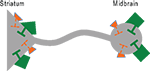www.frontiersin.org