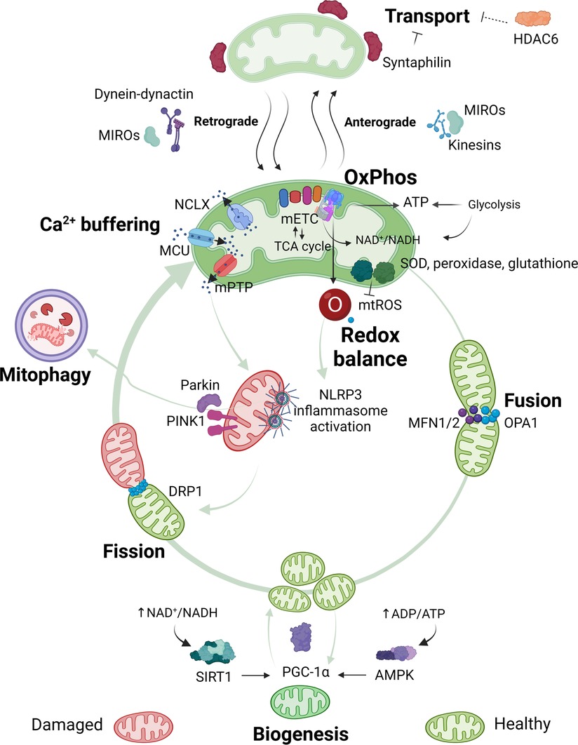 Frontiers | Mitochondria and sensory processing in inflammatory 