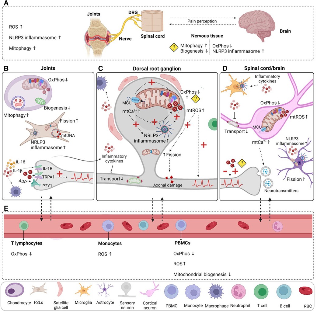 Frontiers | Mitochondria and sensory processing in inflammatory 
