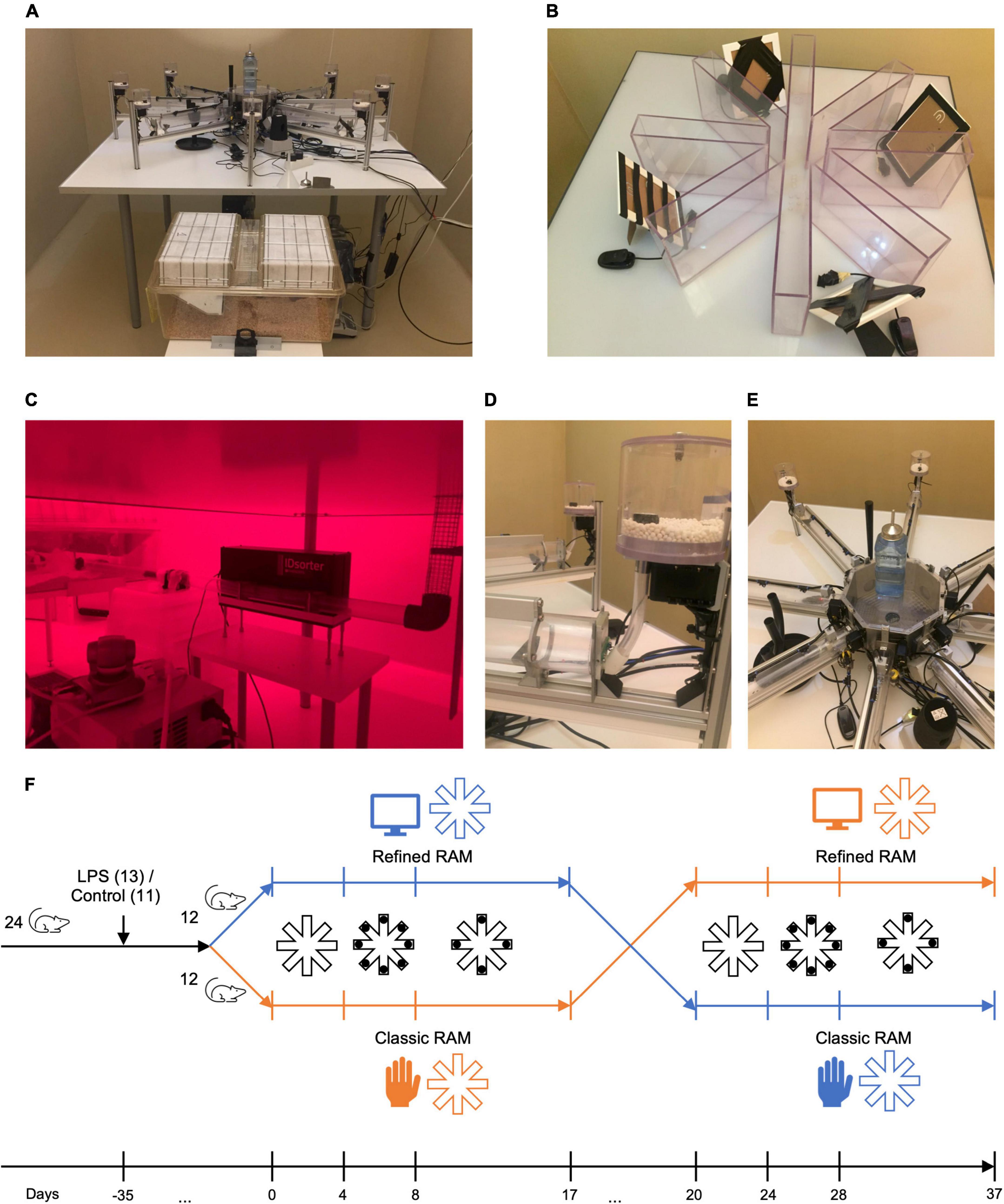 Frontiers Assessing spatial learning and memory in mice Classic radial maze versus a new animal-friendly automated radial maze allowing free access and not requiring food deprivation