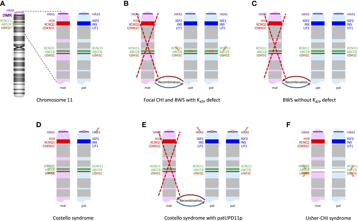 Frontiers  Case Report: Low-Level Maternal Mosaicism of a Novel CREBBP  Variant Causes Recurrent Rubinstein-Taybi Syndrome in Two Siblings of a  Chinese Family