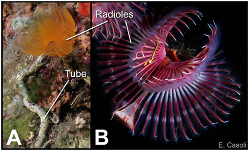 Figure 1 - (A) A tube worm attached to a rock.