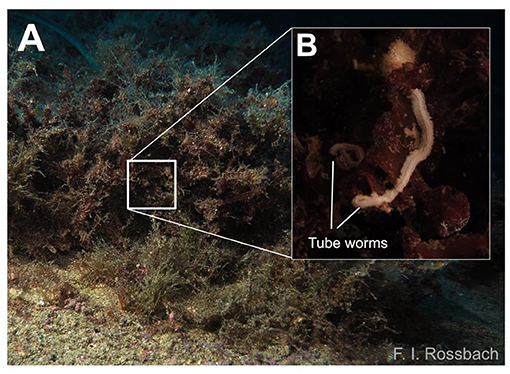 Figure 2 - (A) A red algae mat growing on an underwater rock at 30 m water depth.
