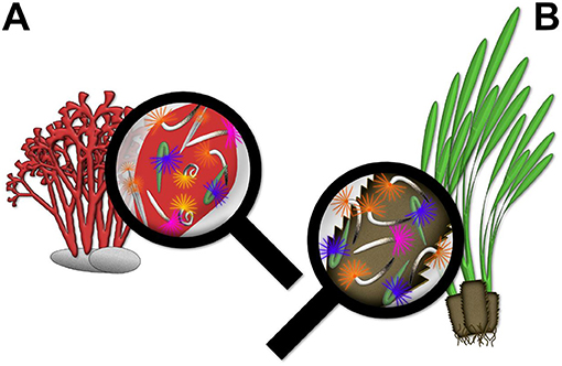 Figure 3 - (A) Red macroalgae and (B) seagrass habitats for tube worms.
