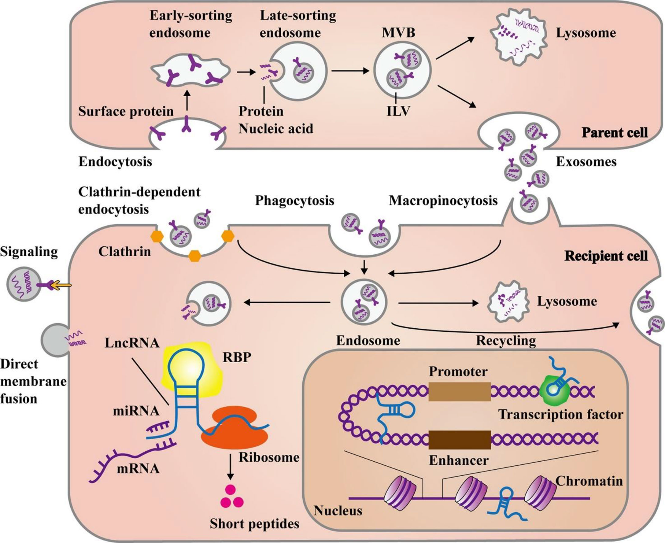 Frontiers | Exosomal long non-coding RNAs: novel molecules