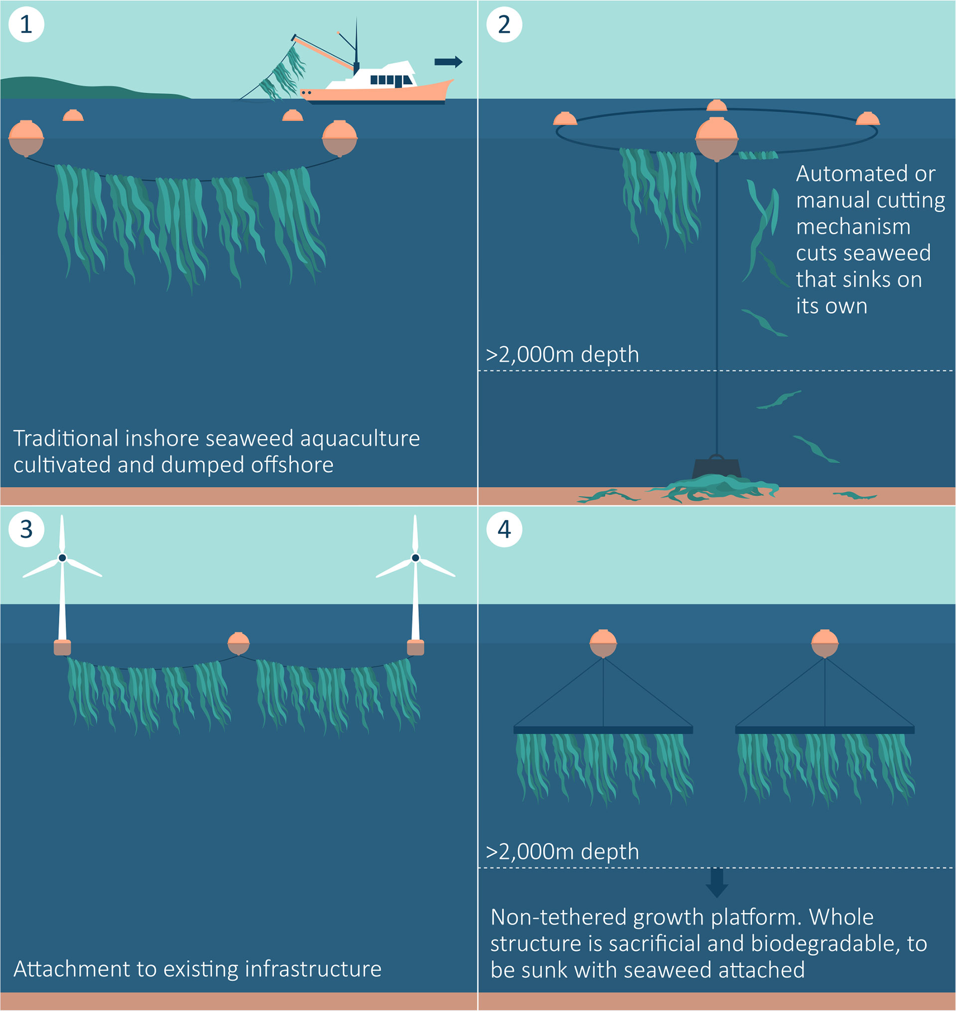 Frontiers  Seaweed afforestation at large-scales exclusively for carbon  sequestration: Critical assessment of risks, viability and the state of  knowledge