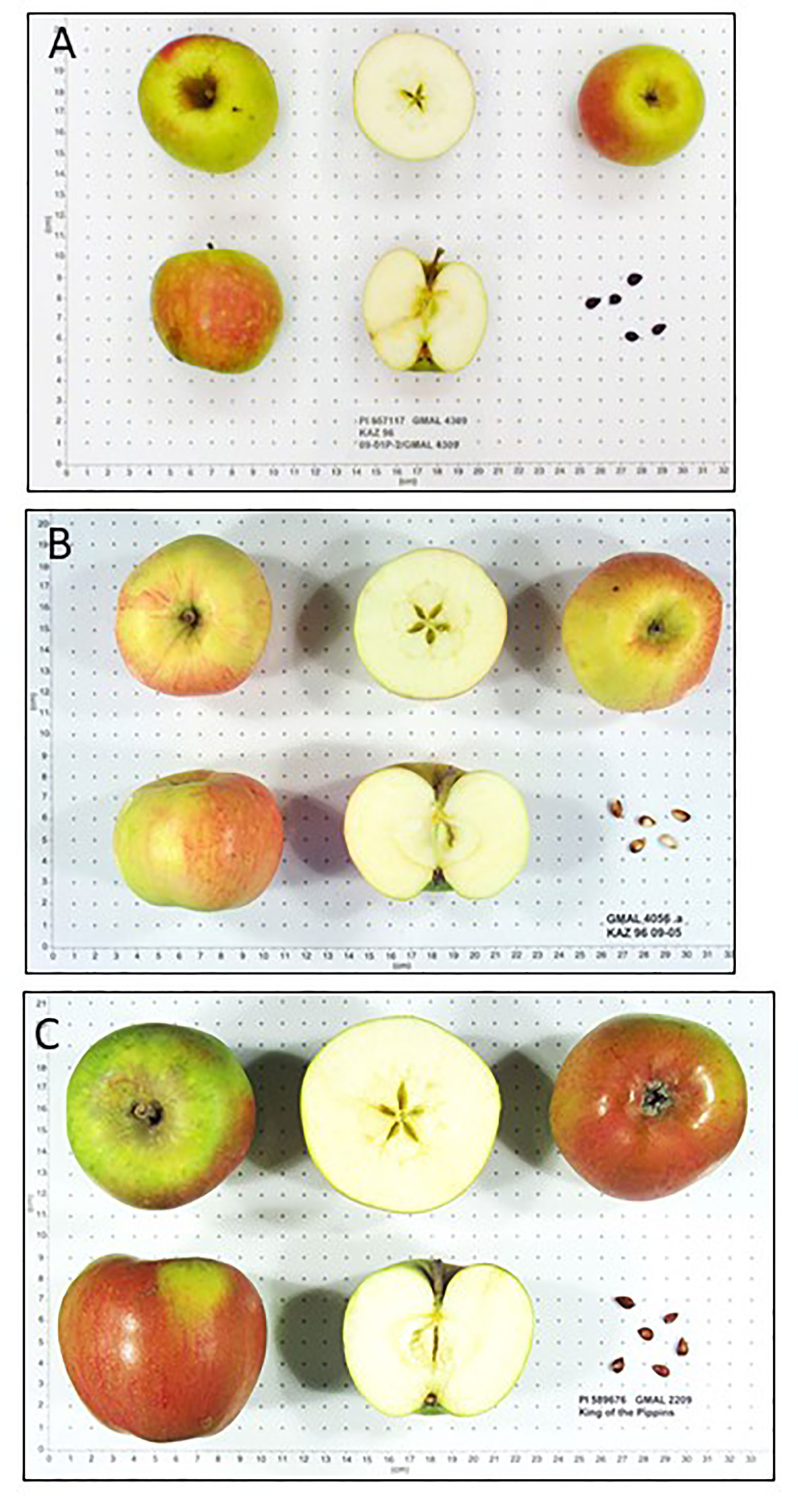 Researchers Sequence Genome of Honeycrisp Apple Cultivar