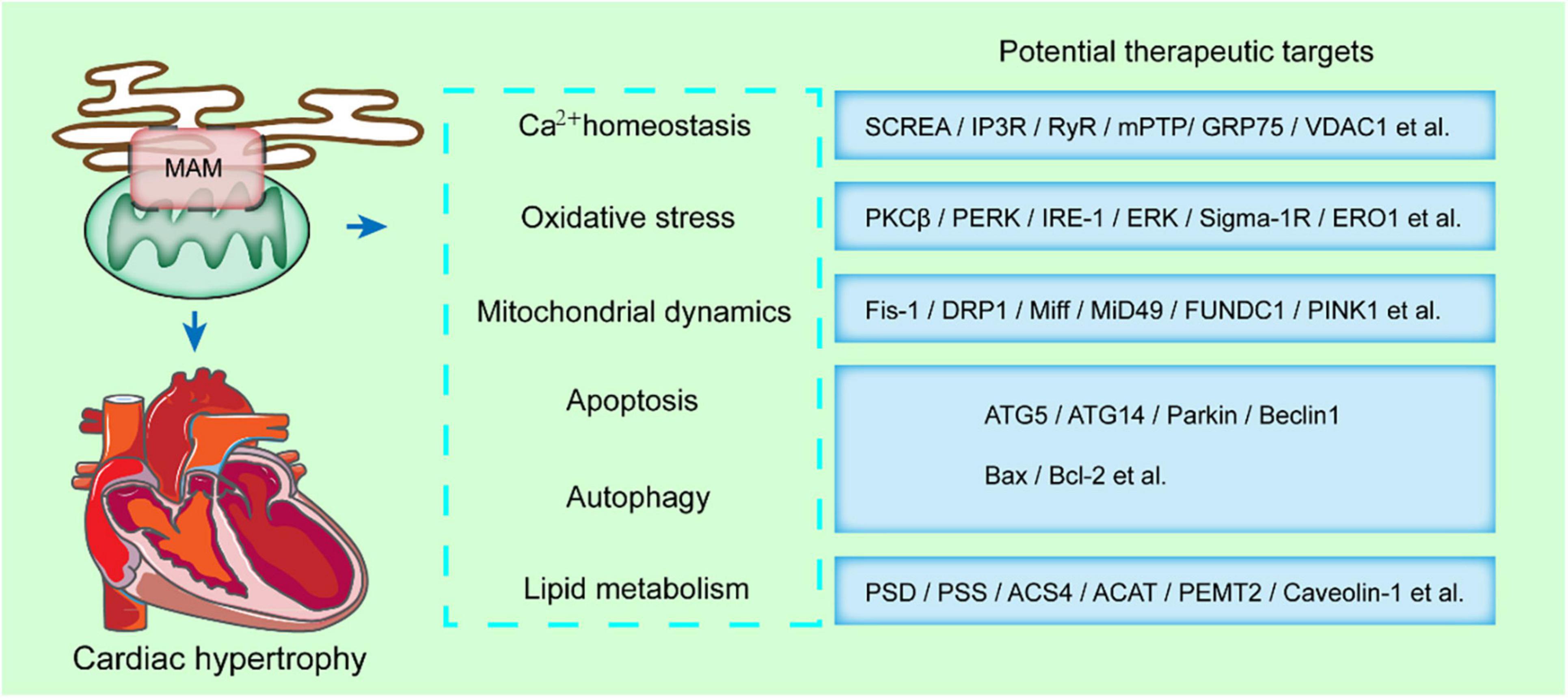 Right flank pain: what's more than a stone and a bug? by Xiaoxiao Qian