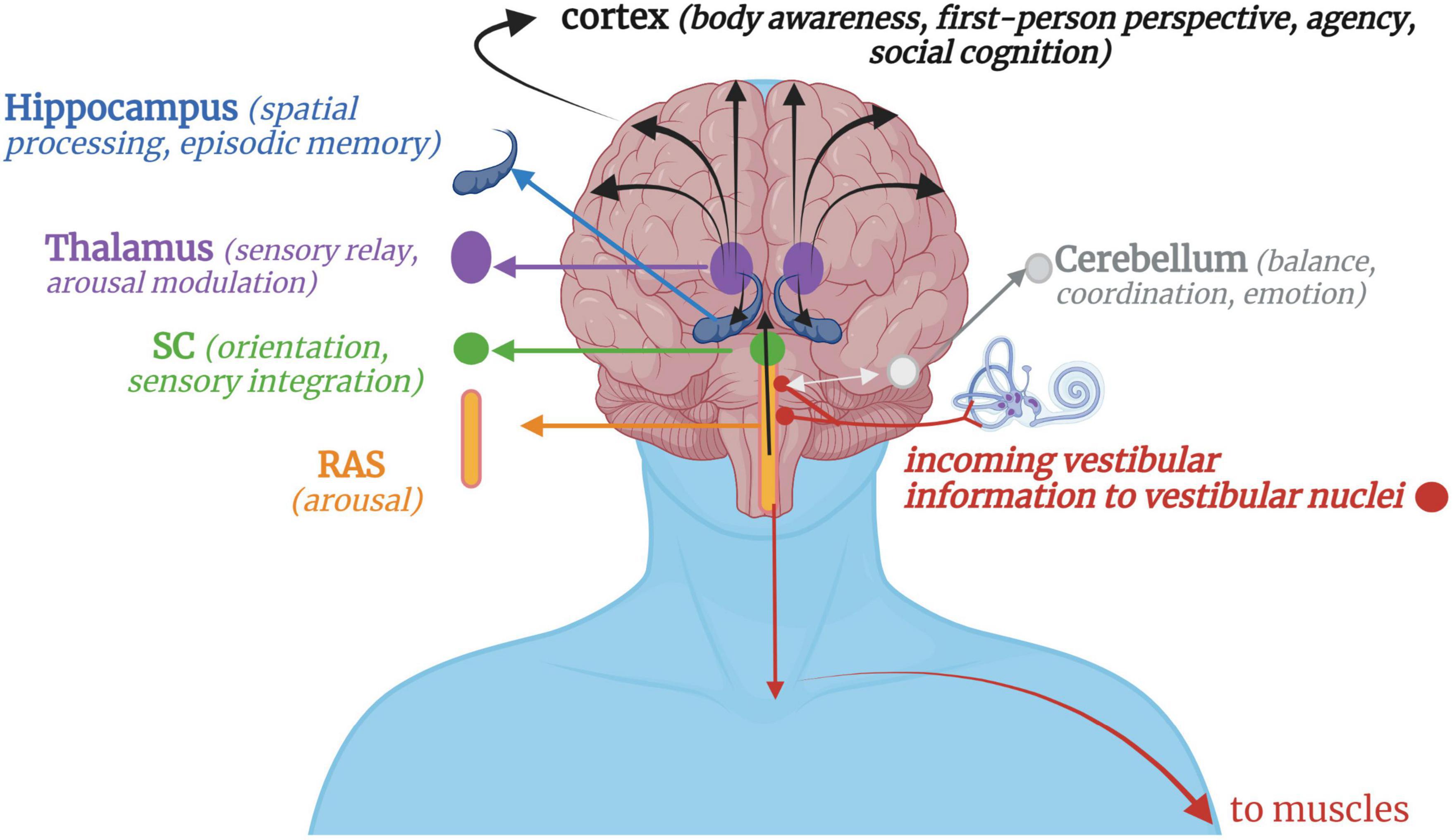 Frontiers | The brain-body disconnect: A somatic sensory basis for