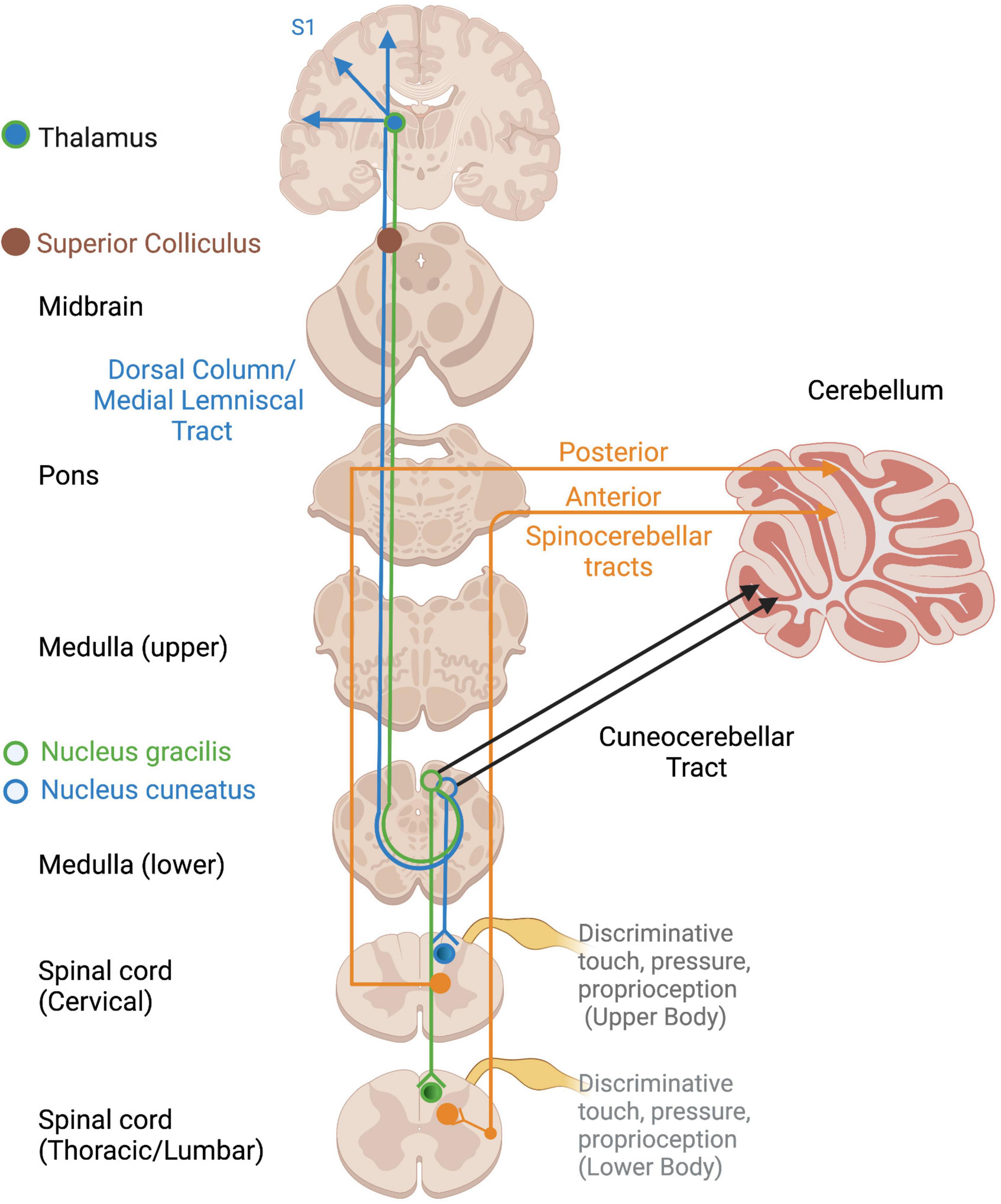 Frontiers  The Tactile-Visual Conflict Processing and Its Modulation by  Tactile-Induced Emotional States: An Event-Related Potential Study