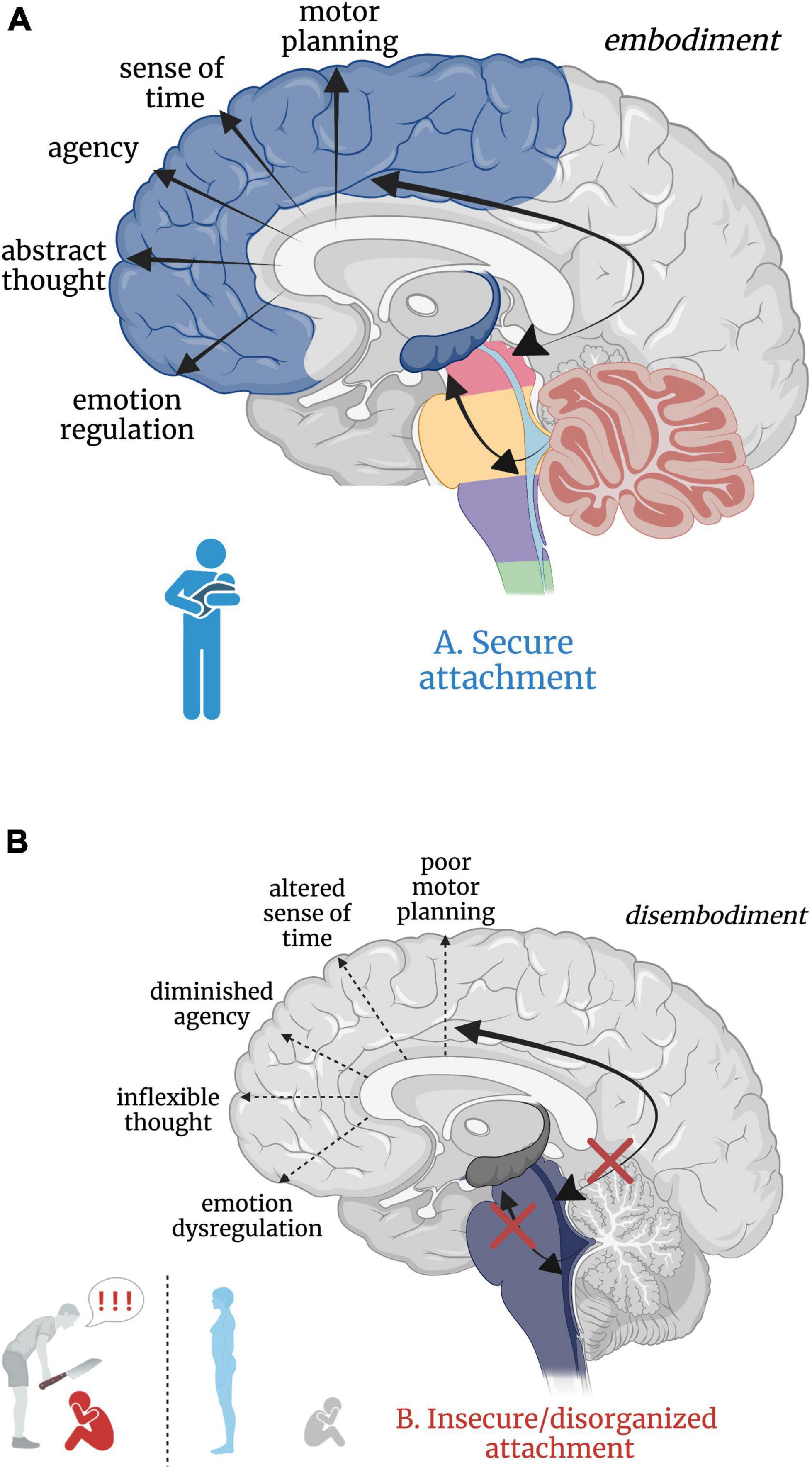 Frontiers  The brain-body disconnect: A somatic sensory basis for  trauma-related disorders