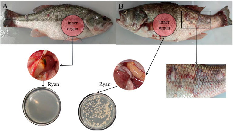 Frontiers  On-site detection of fish furunculosis by combining