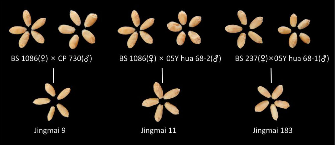 Frontiers | Detection of seed purity of hybrid wheat using 
