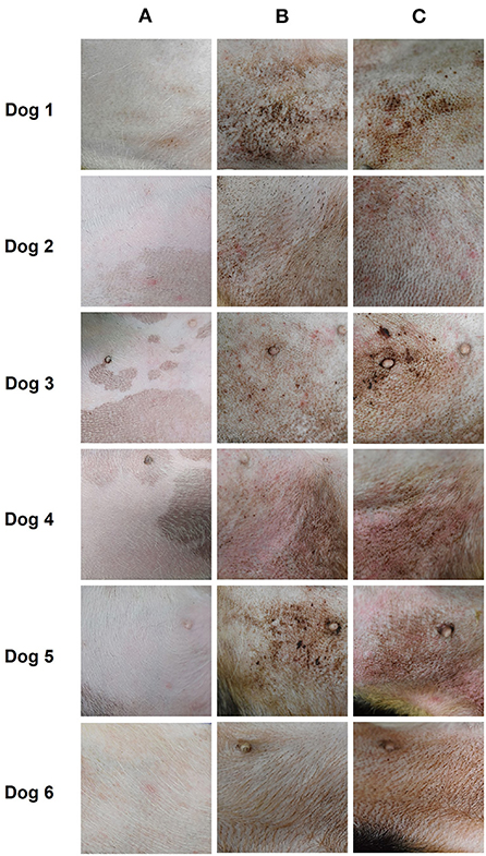 Severe dermatitis in dogs cheap