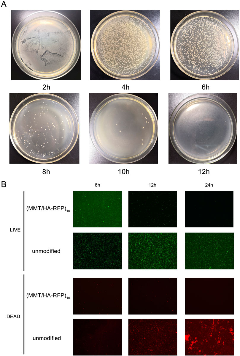 Frontiers  Antibacterial intraosseous implant surface coating that  responds to changes in the bacterial microenvironment