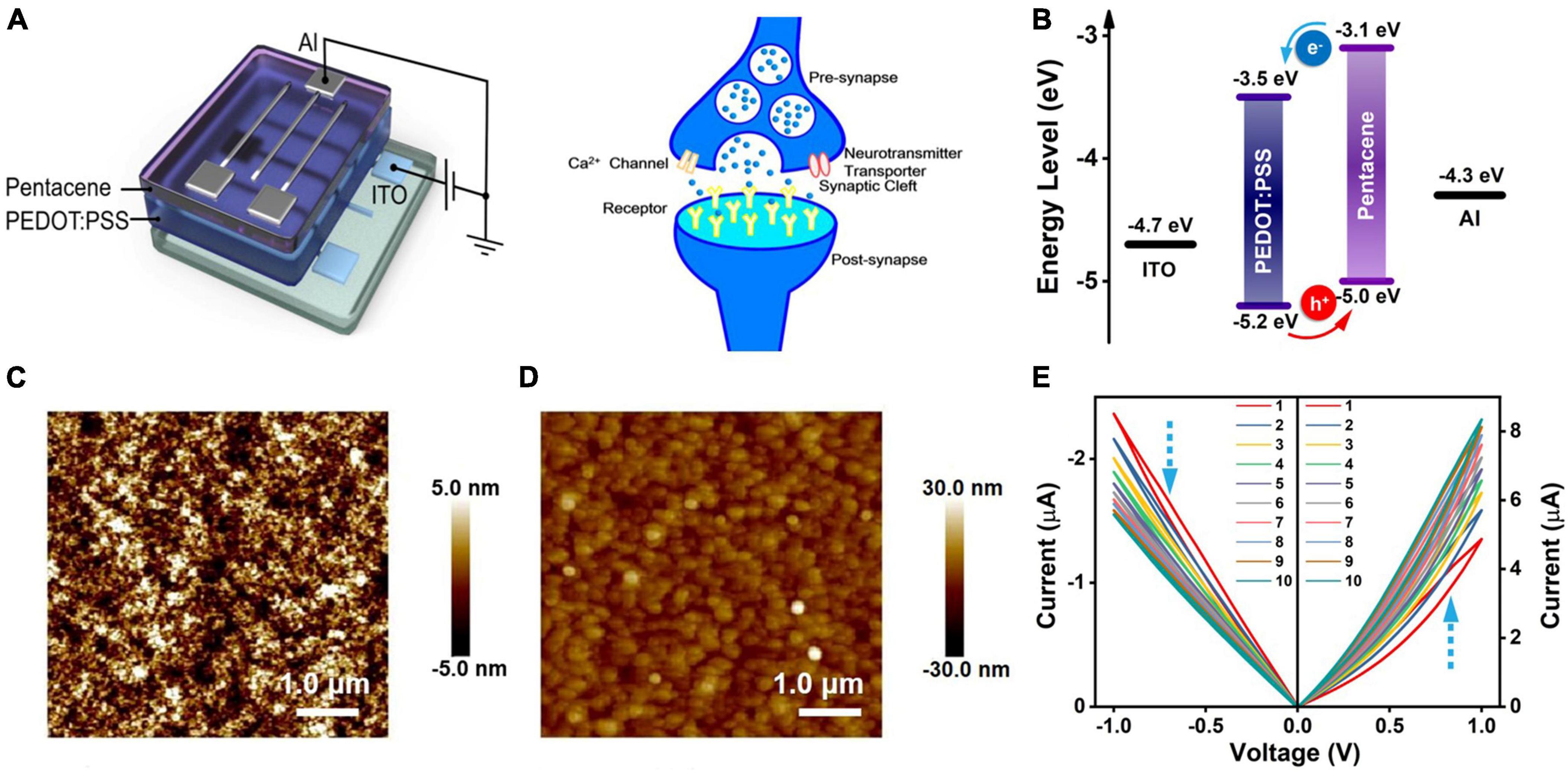 Frontiers  Synaptic Plasticity in Memristive Artificial Synapses