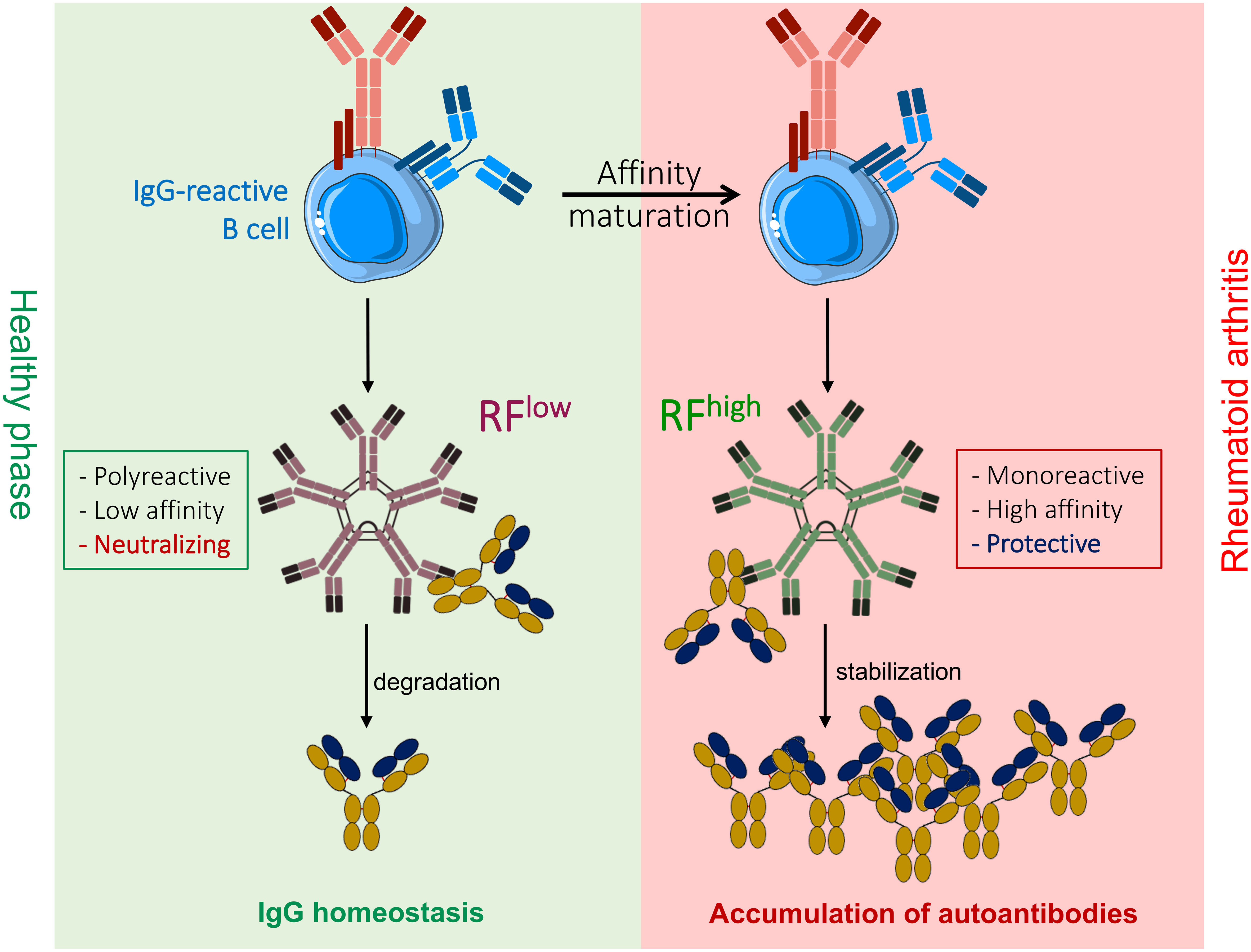 Frontiers Rheumatoid Factor IgM Autoantibodies Control IgG Homeostasis frontiers-rheumatoid-factor-igm-autoantibodies-control-igg-homeostasis