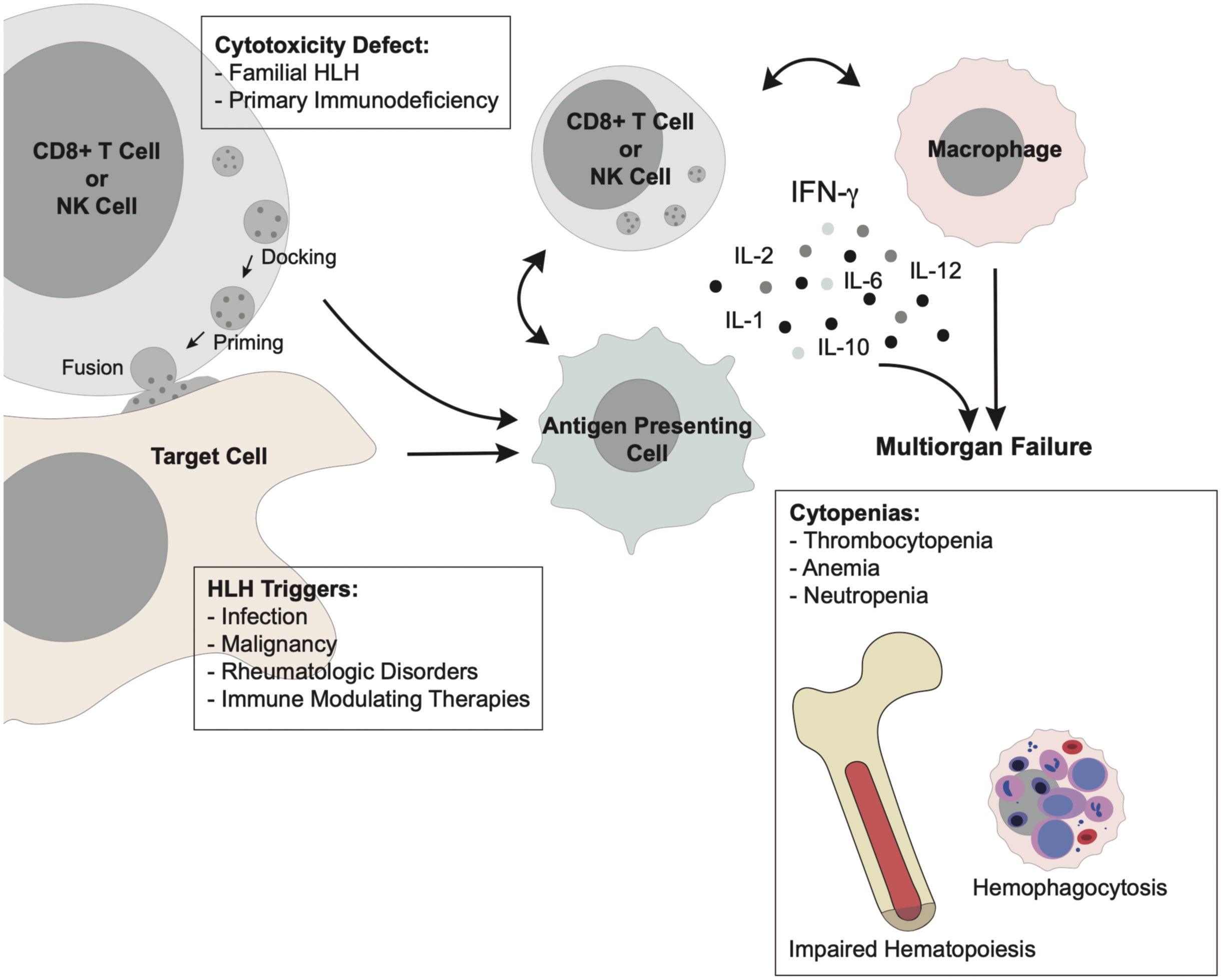 Frontiers Hemophagocytic Lymphohistiocytosis As An Etiology Of Bone 