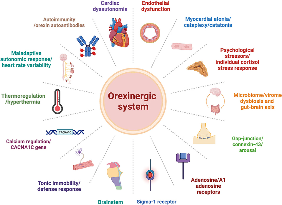 Frontiers  Novel Imaging and Genetic Risk Markers in Takotsubo Syndrome