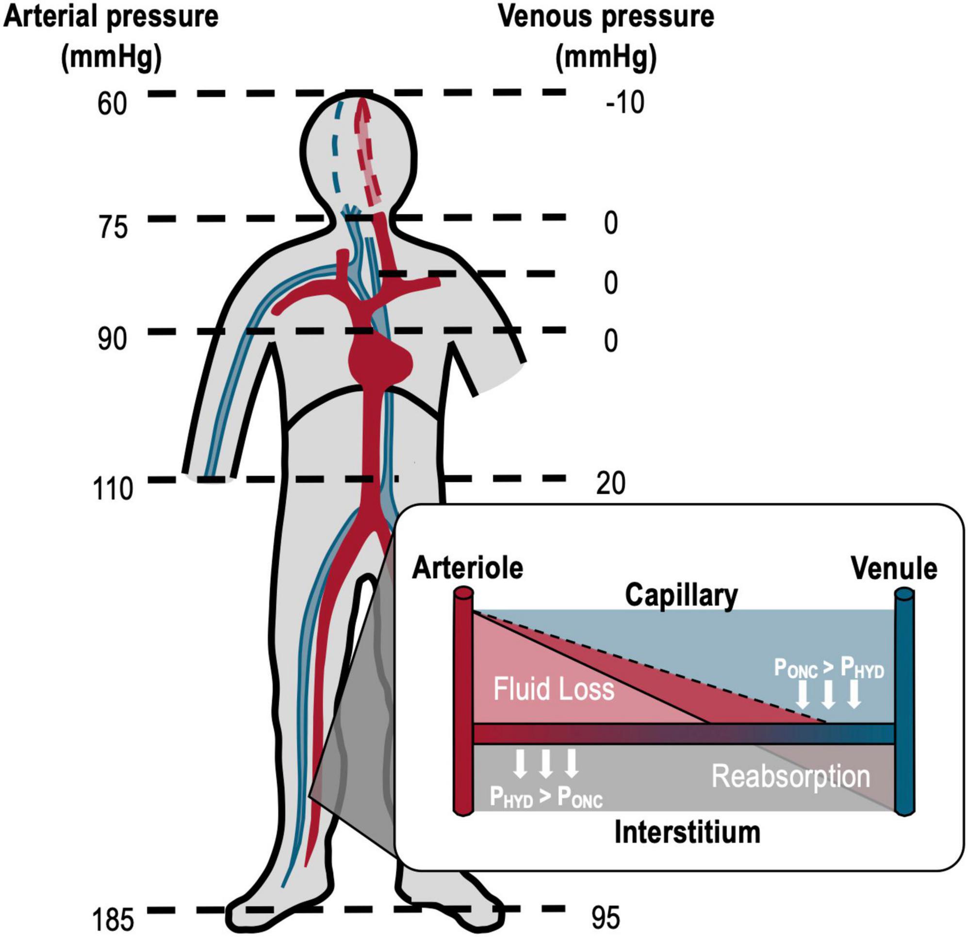 Blood Pressure: Definition, Measurement, Mechanism