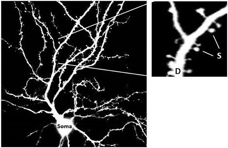 Figure 1 - The structure of a neuron.