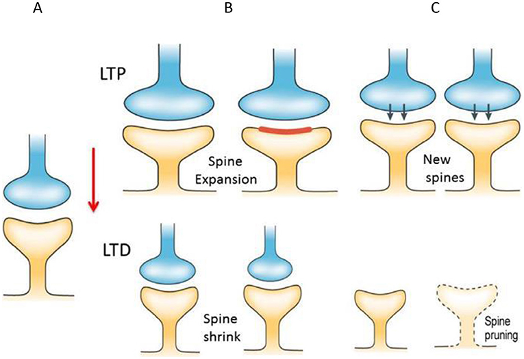 Figure 2 - Dendritic spines change following electrical stimulation.