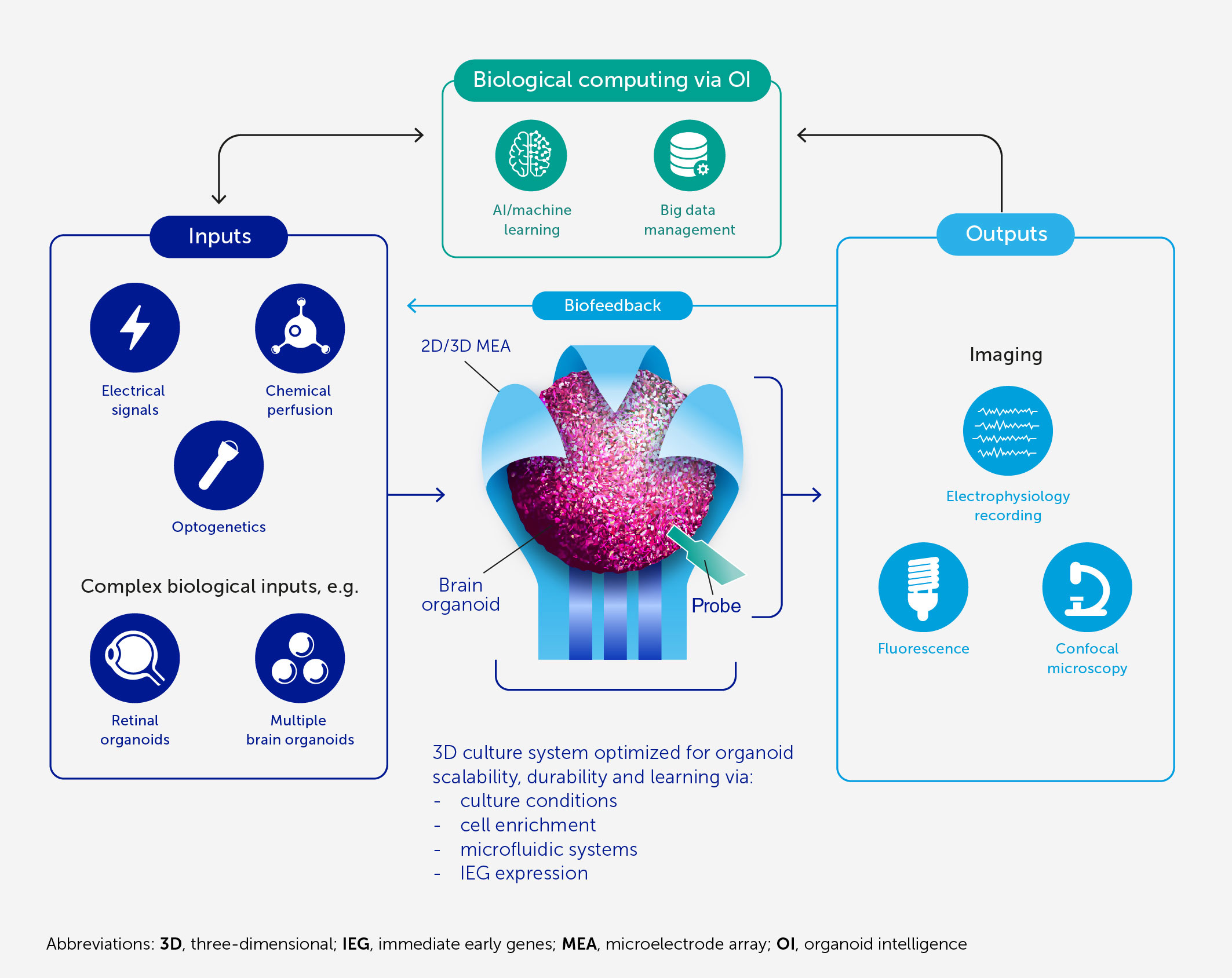 Frontiers  Organoid intelligence (OI): the new frontier in