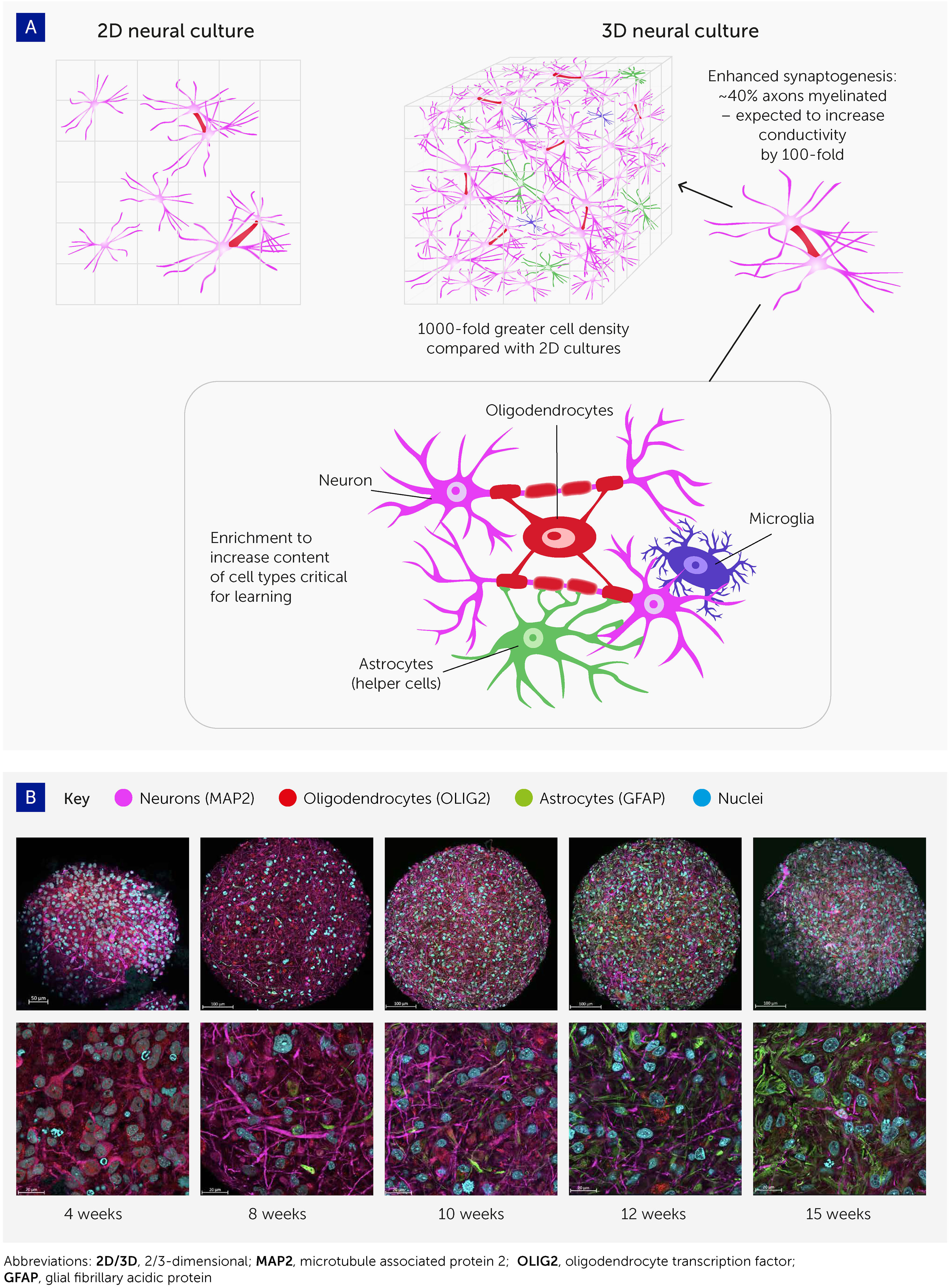 A Lab Just 3D-Printed a Neural Network of Living Brain Cells