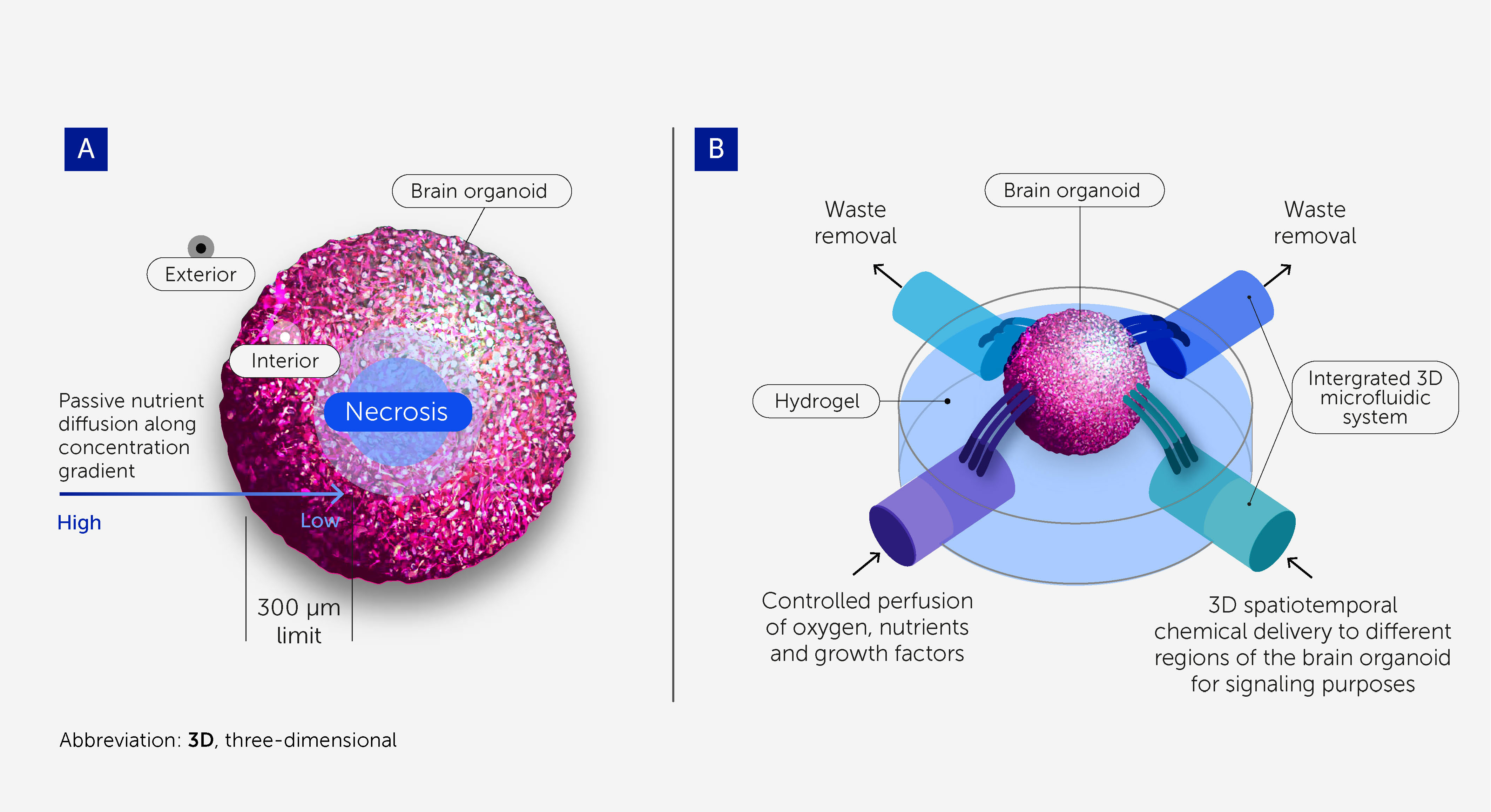 Frontiers  Organoid intelligence (OI): the new frontier in biocomputing  and intelligence-in-a-dish