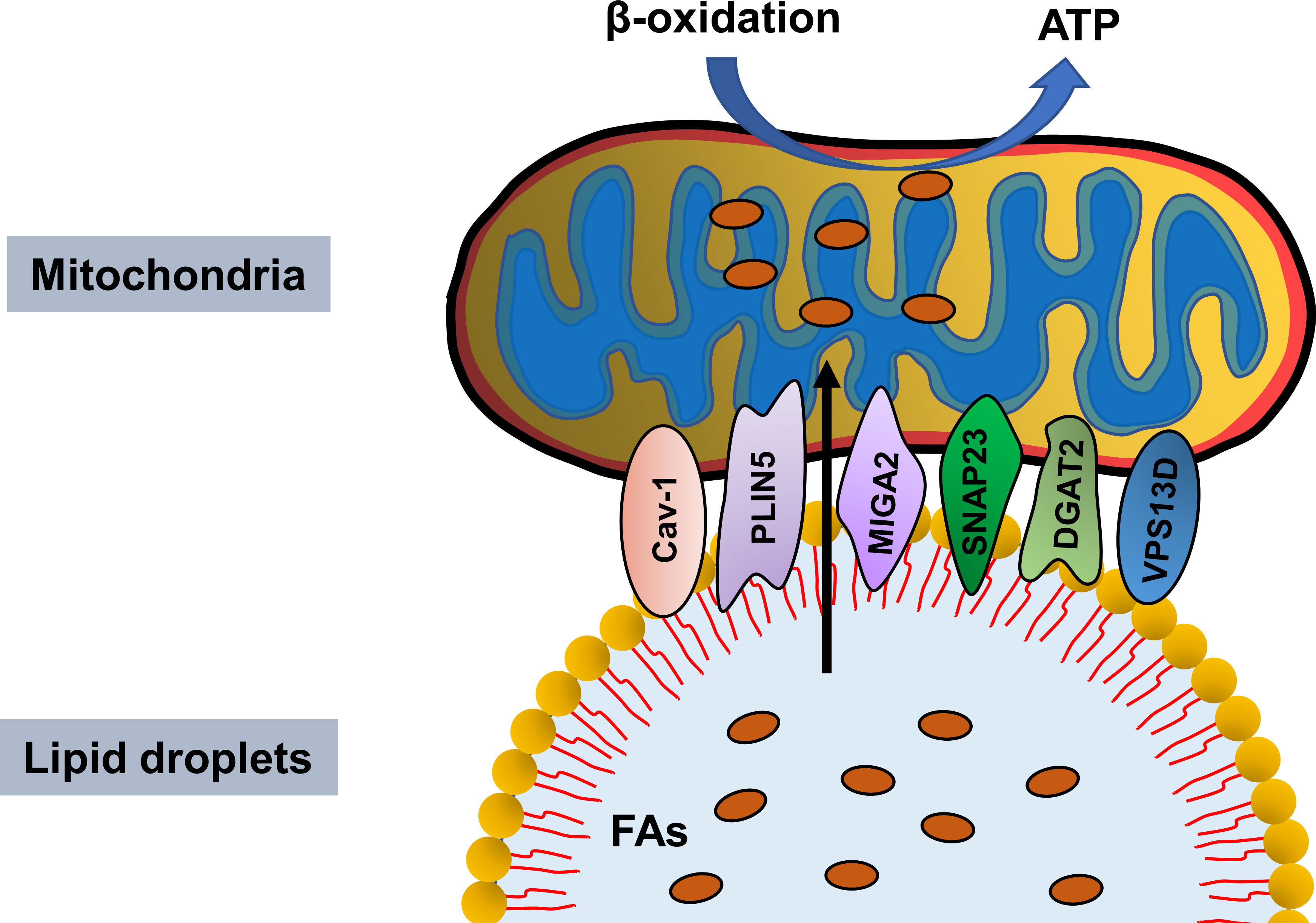 Frontiers Lipid Droplet Mitochondria Coupling A Novel Lipid 