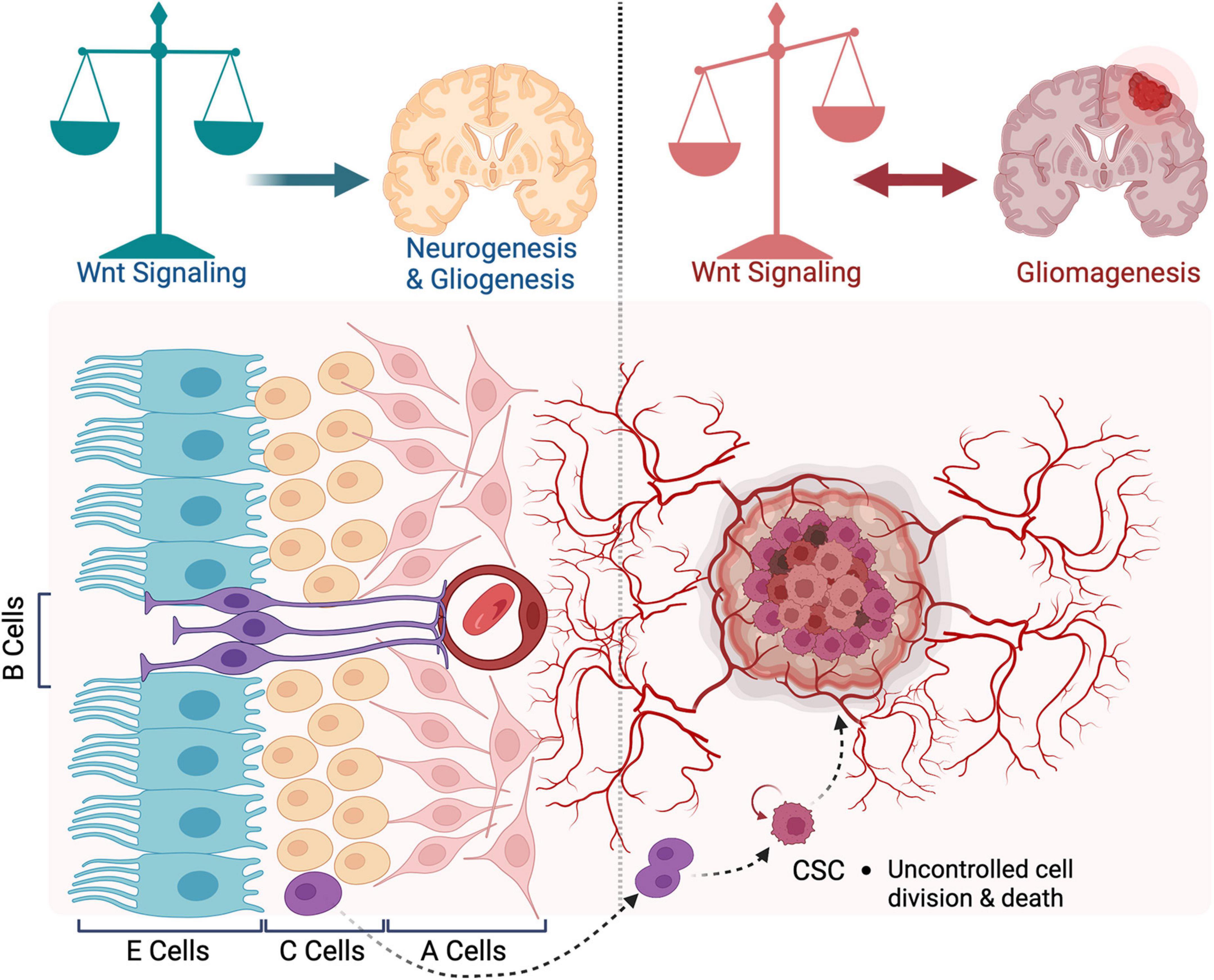 Celsr3 is required in motor neurons to steer their axons in the