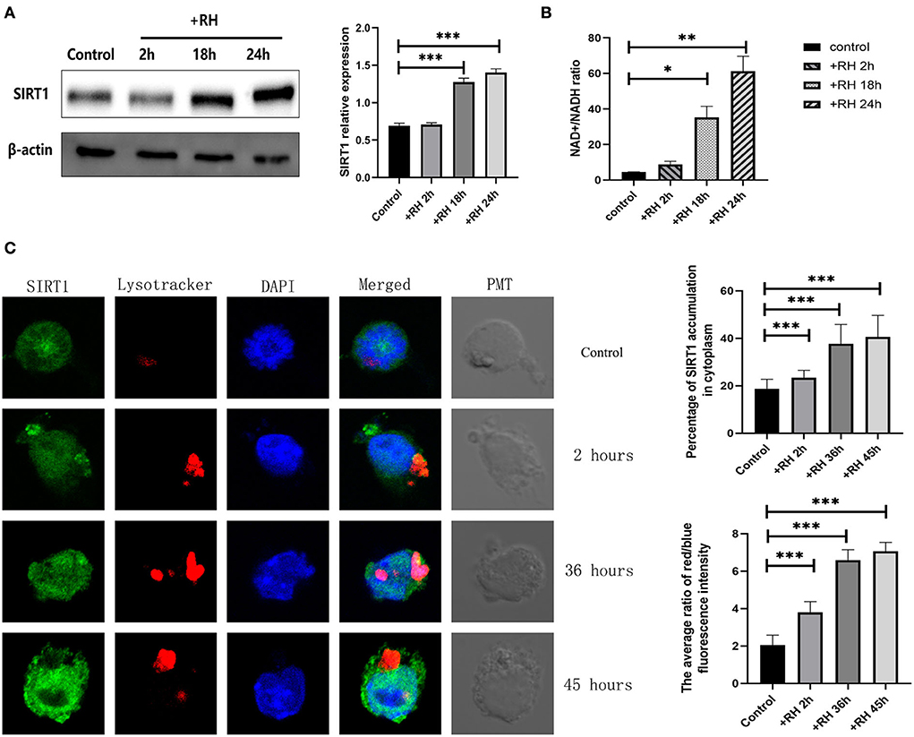 S. Typhimurium evades autophagy by disrupting Sirt1-dependent AMPK