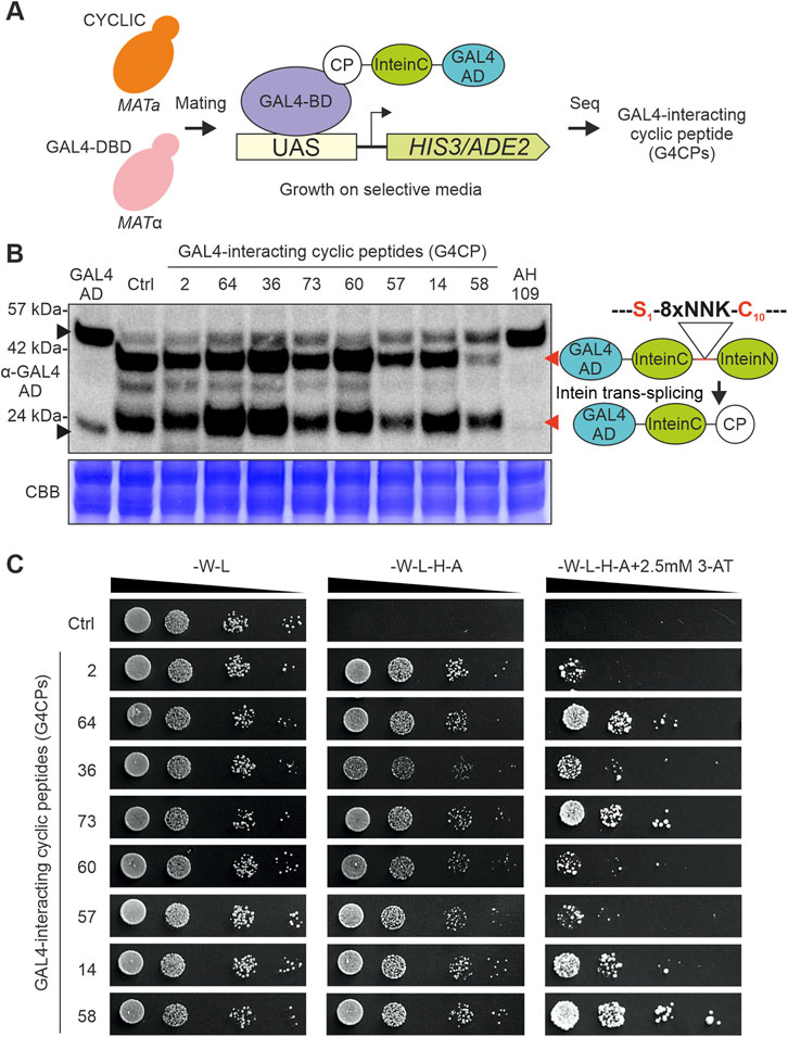 Frontiers | The cyclic peptide G4CP2 enables the modulation of galactose  metabolism in yeast by interfering with GAL4 transcriptional activity