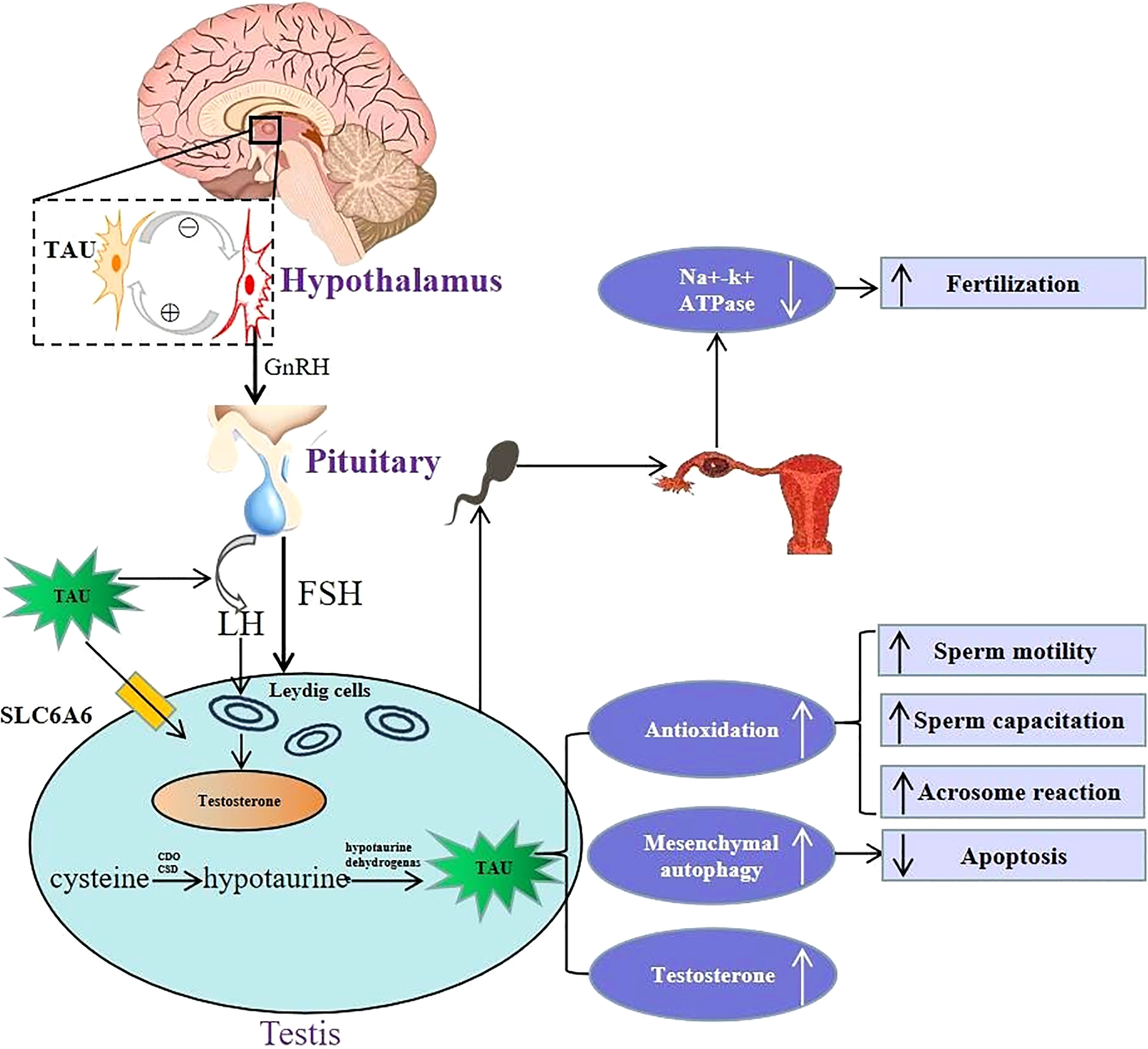 3071px x 2805px - Frontiers | The role of taurine in male reproduction: Physiology, pathology  and toxicology