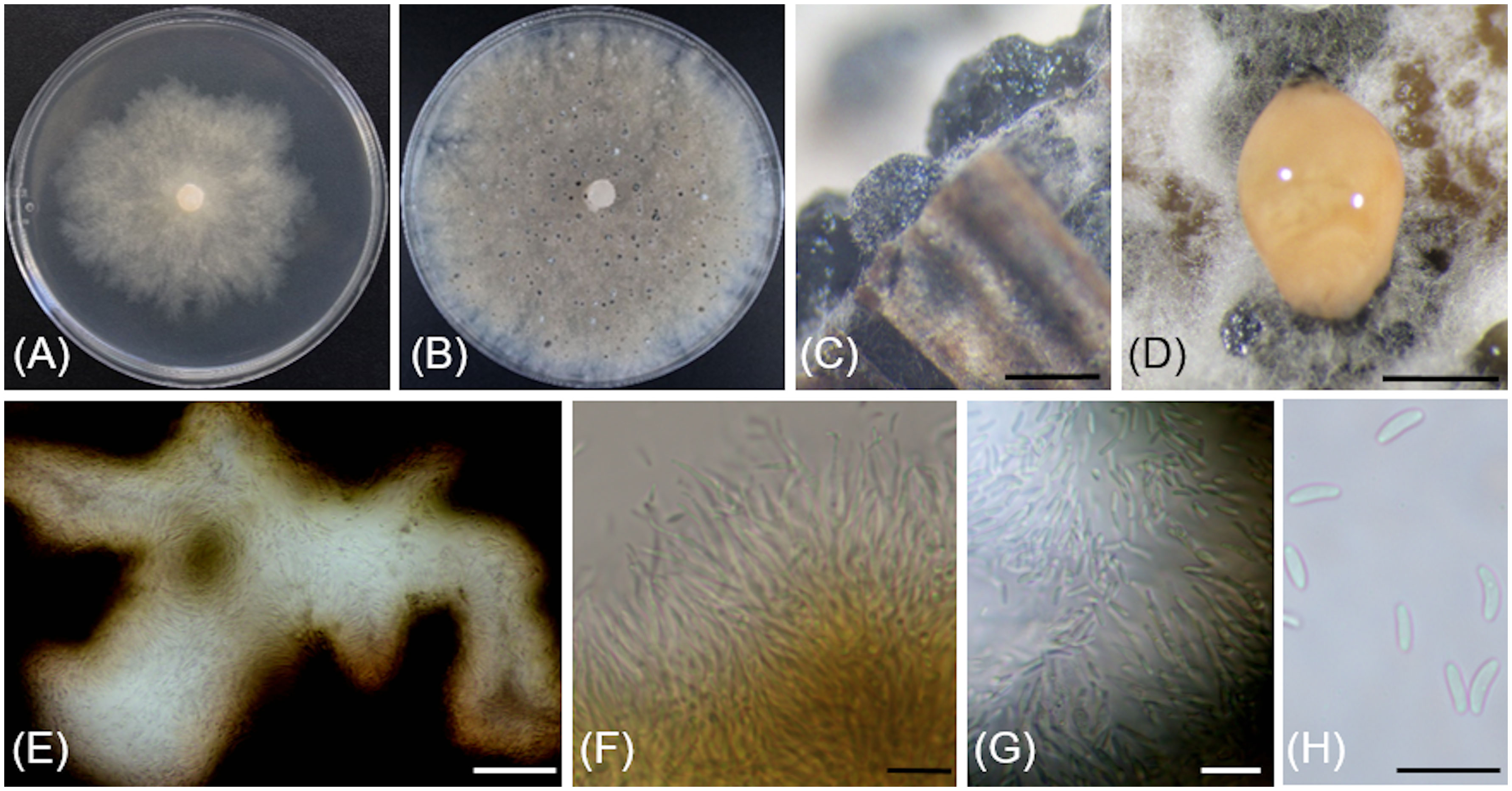 Aspergillus Vine Canker: An Overlooked Canker Disease of Grapevine in  California