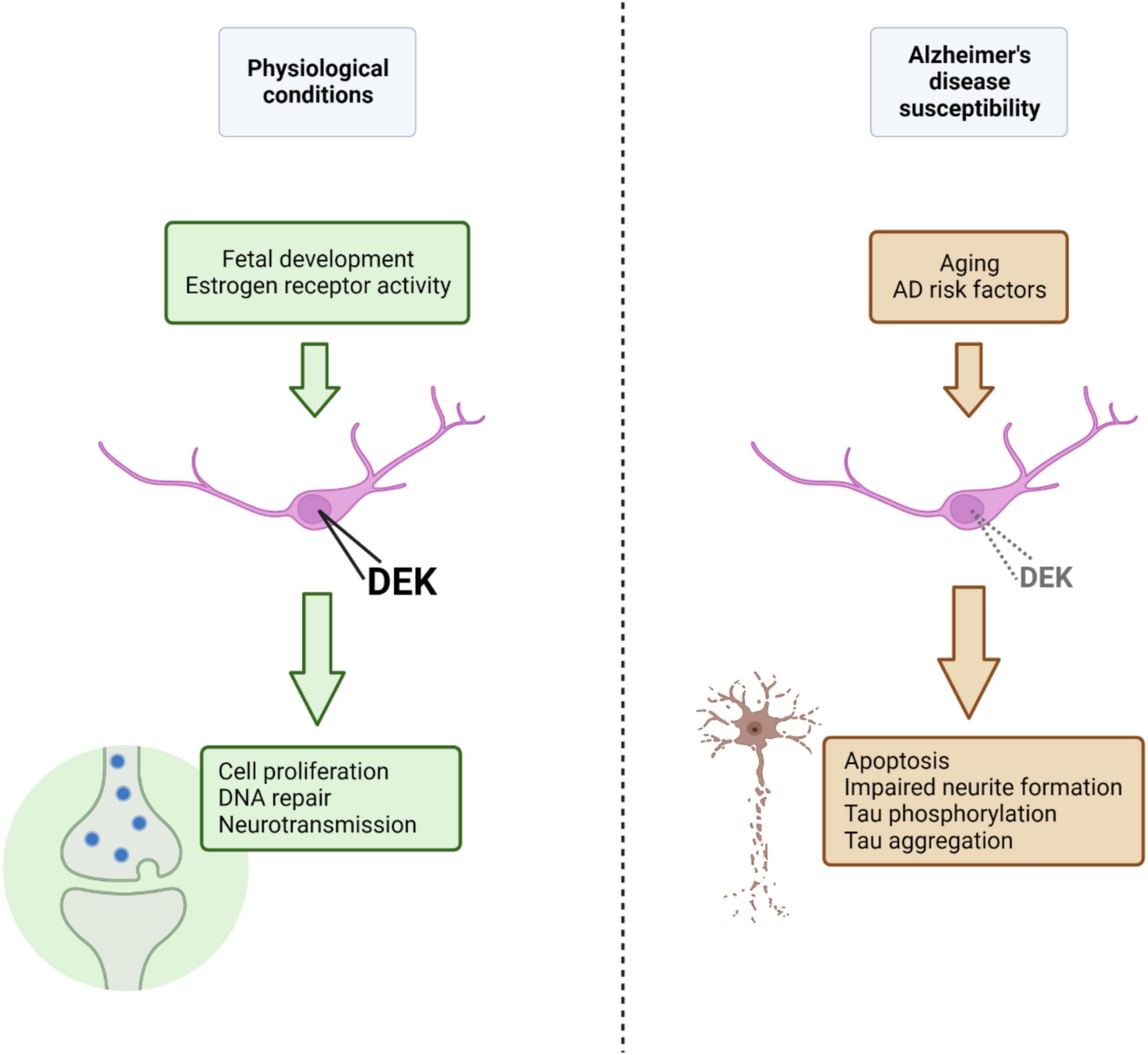 New insights into the genetic etiology of Alzheimer's disease and related  dementias