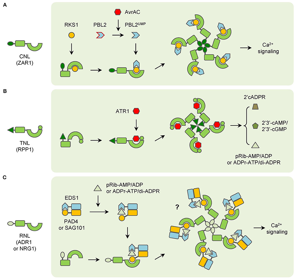 BED-domain-containing immune receptors confer diverse resistance spectra to  yellow rust