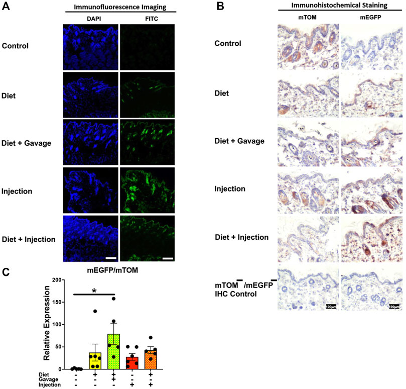 Frontiers | Induction of whole-body gene deletion via R26