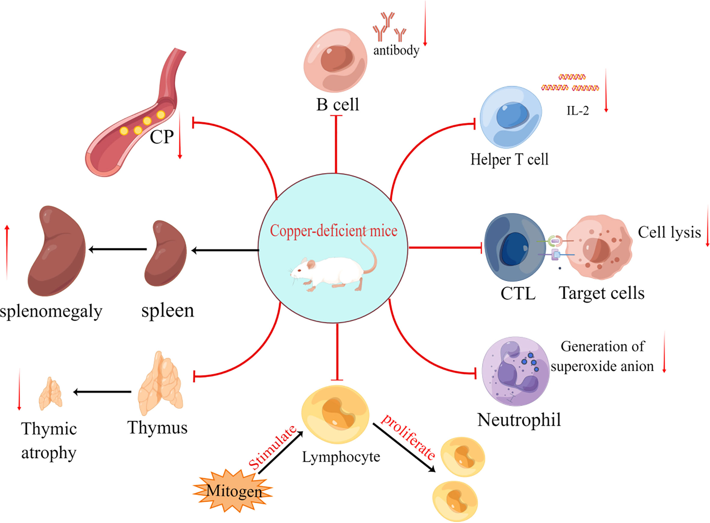 Genomic transformation and social organization during the Copper