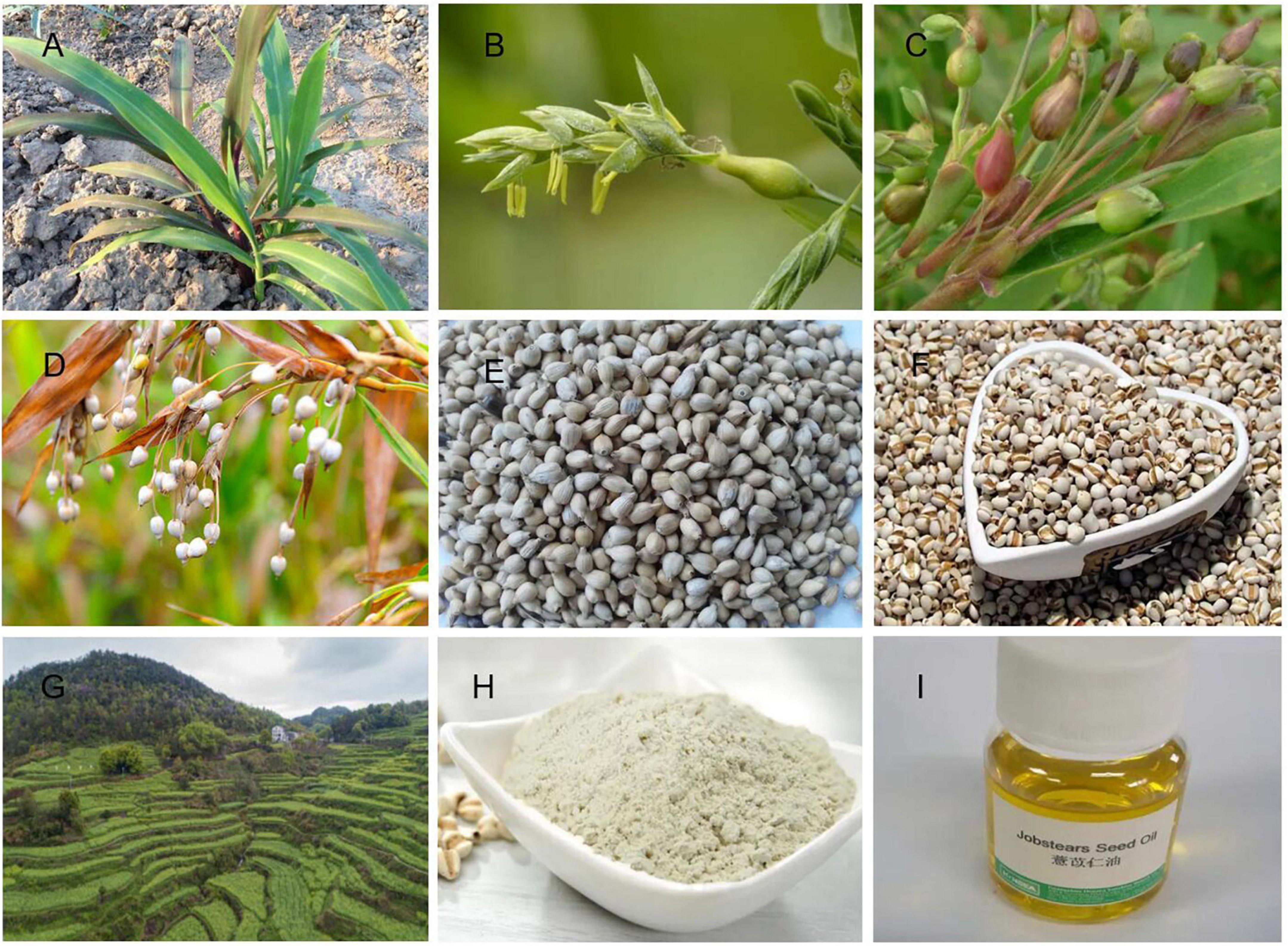 Frontiers Adlay An Ancient Functional Plant With Nutritional Quality 