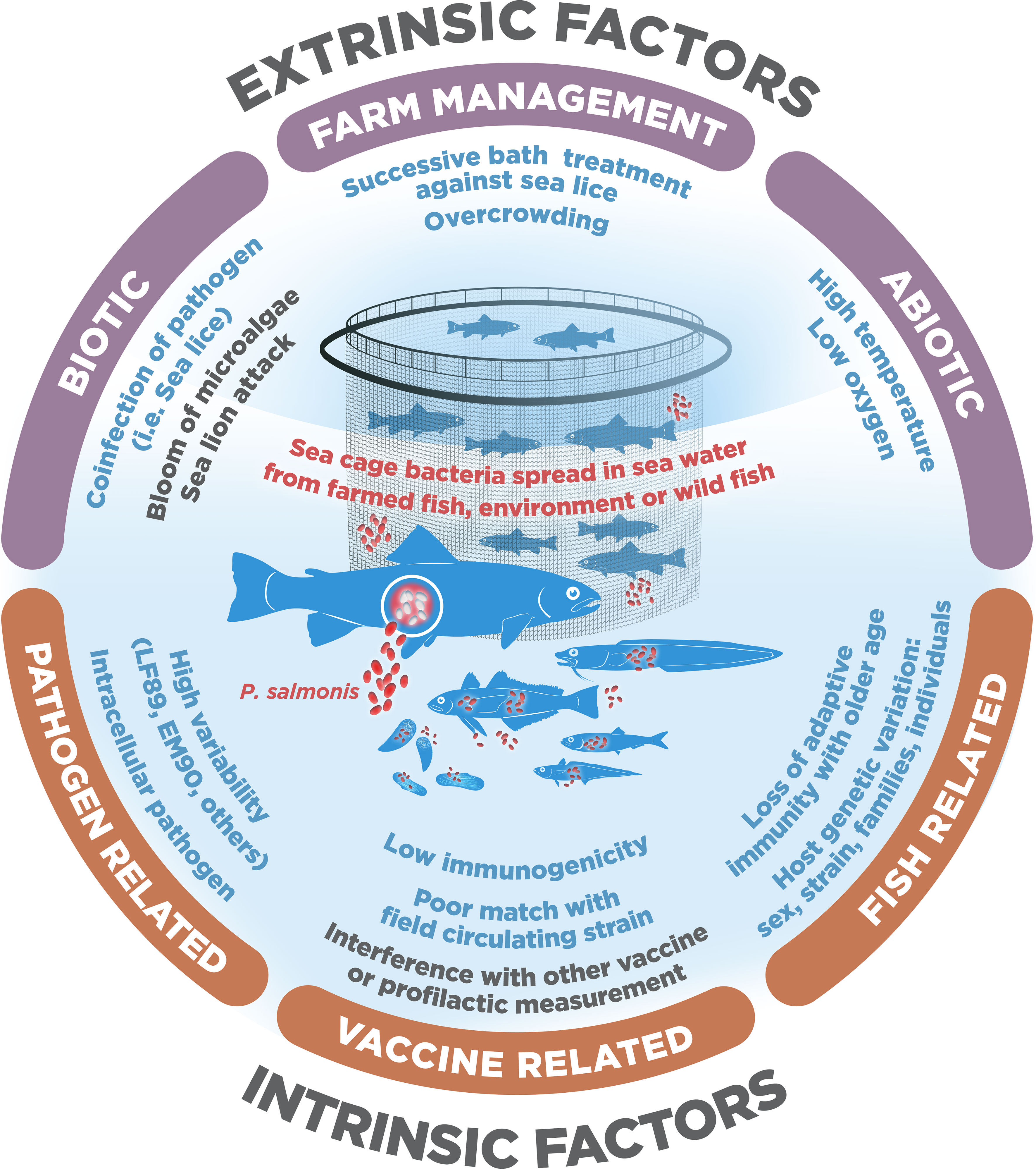 Frontiers  Why vaccines fail against Piscirickettsiosis in farmed salmon  and trout and how to avoid it: A review
