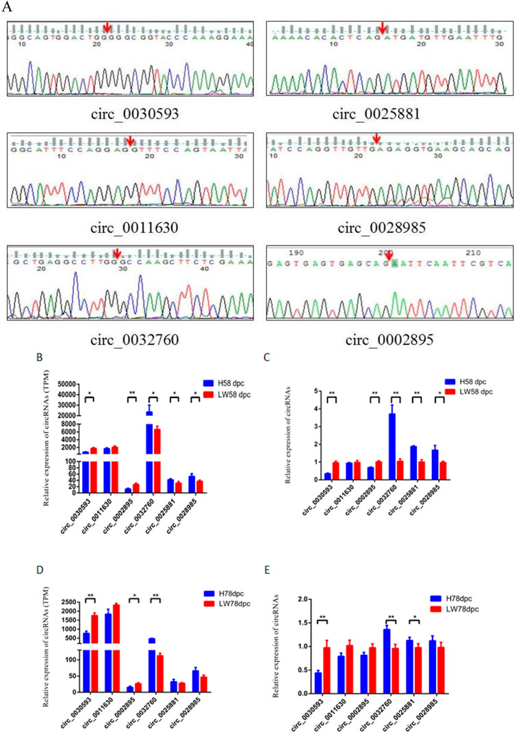 Frontiers | Identification and characterization of circRNAs 