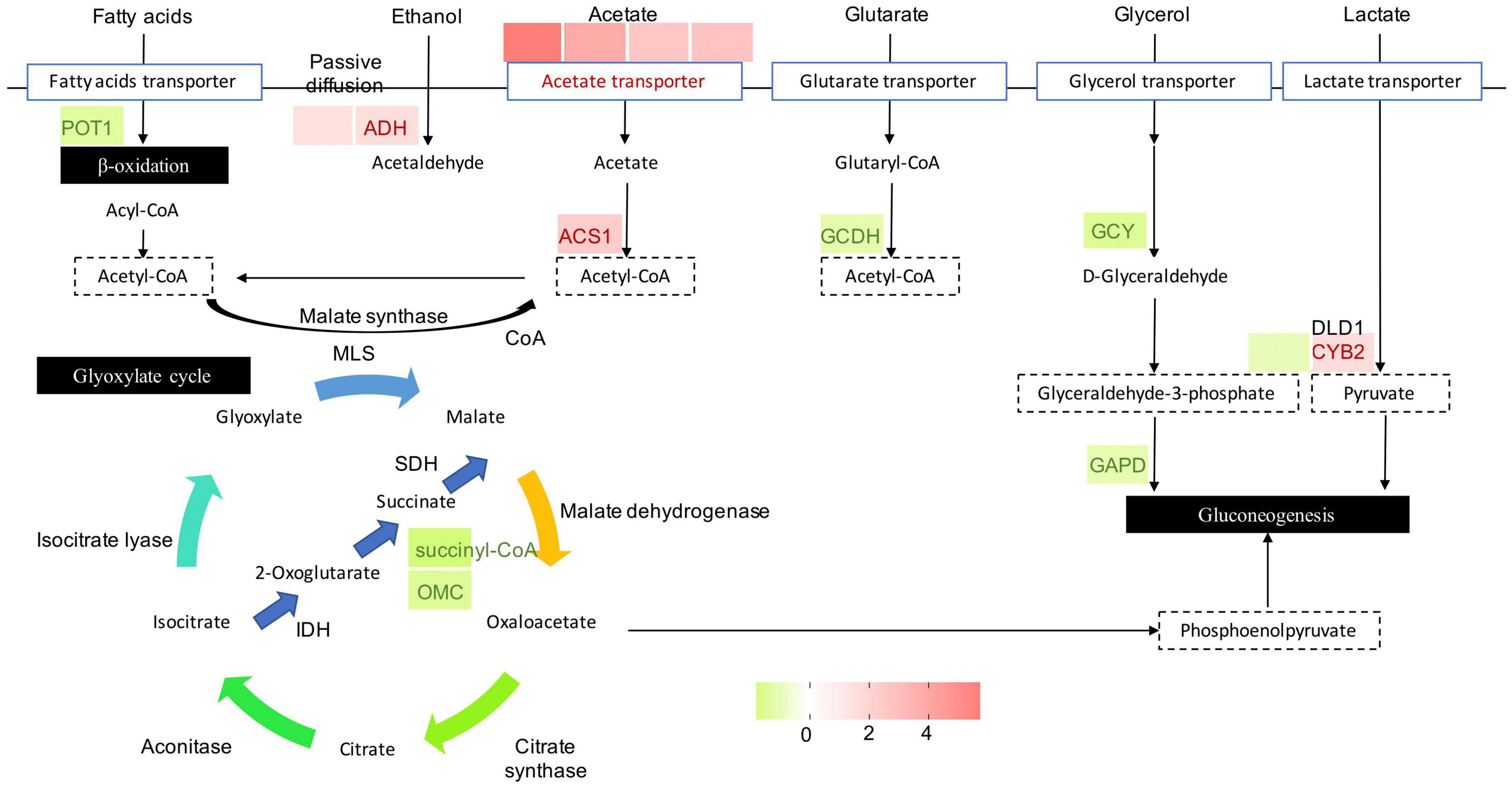 Frontiers  Grapevine response to a Dittrichia viscosa extract and a  Bacillus velezensis strain