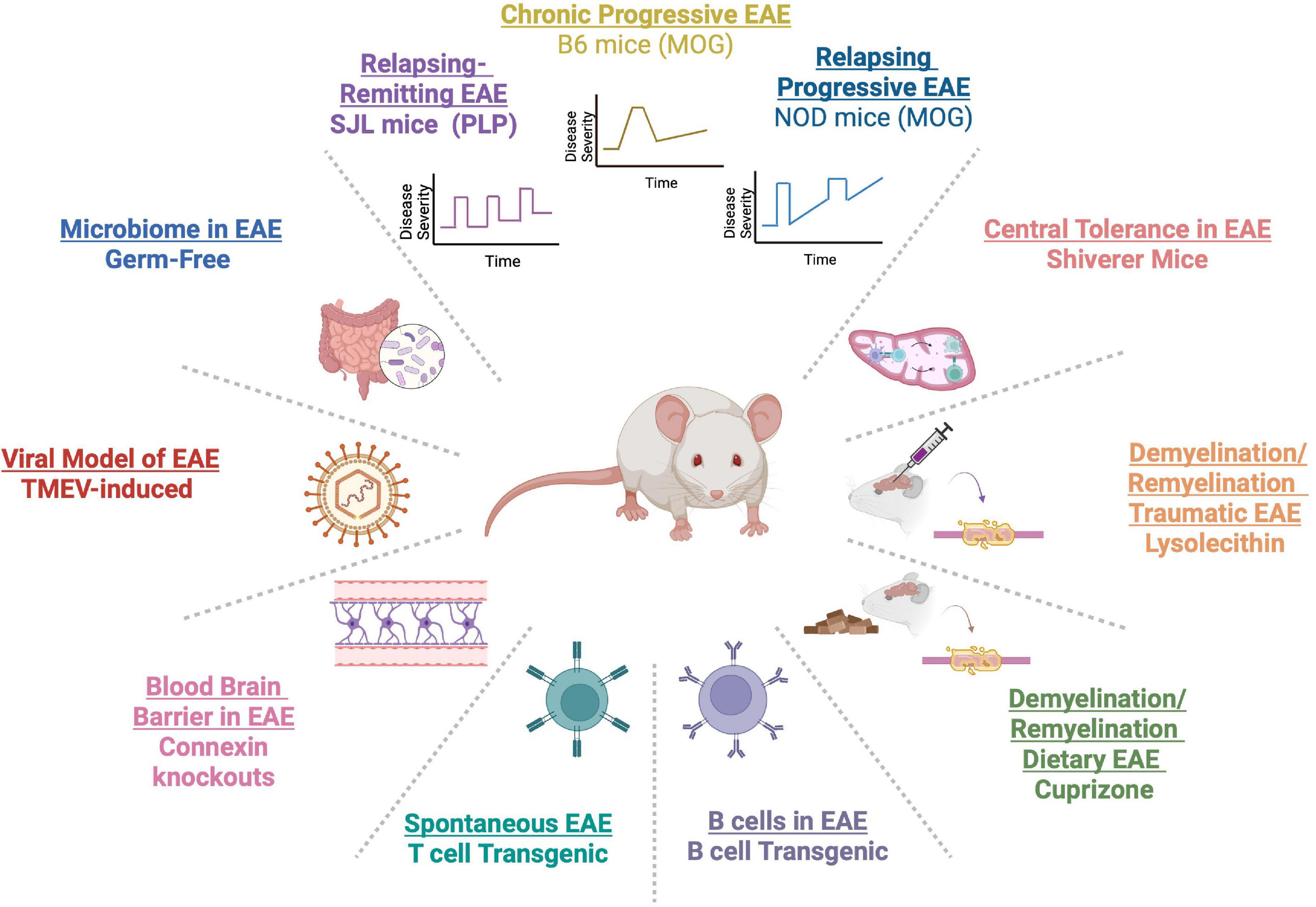 Frontiers Advantages and limitations of experimental autoimmune encephalomyelitis in breaking down the role of the gut microbiome in multiple sclerosis pic