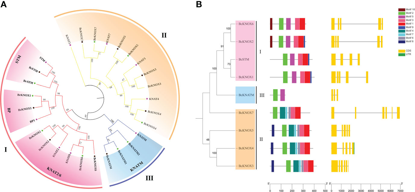 Frontiers | Genome-wide identification of the KNOTTED HOMEOBOX 