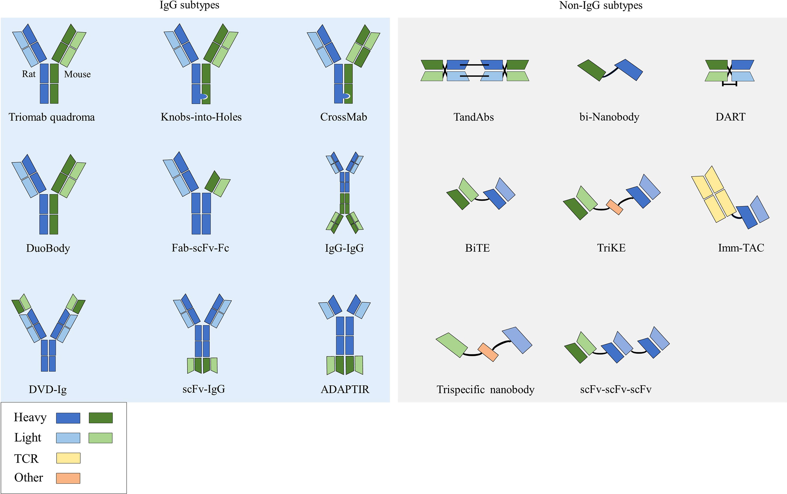 Frontiers Immunotherapeutic Progress And Application Of Bispecific 