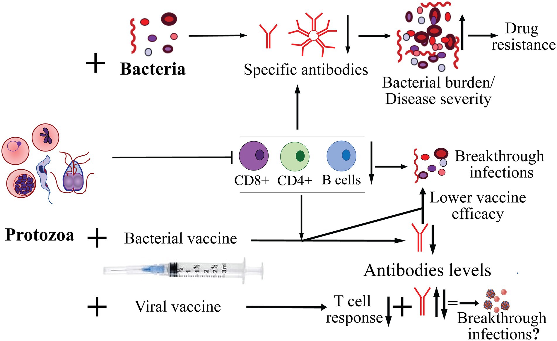 Frontiers  Sciatic–Vagal Nerve Stimulation by Electroacupuncture  Alleviates Inflammatory Arthritis in Lyme Disease-Susceptible C3H Mice