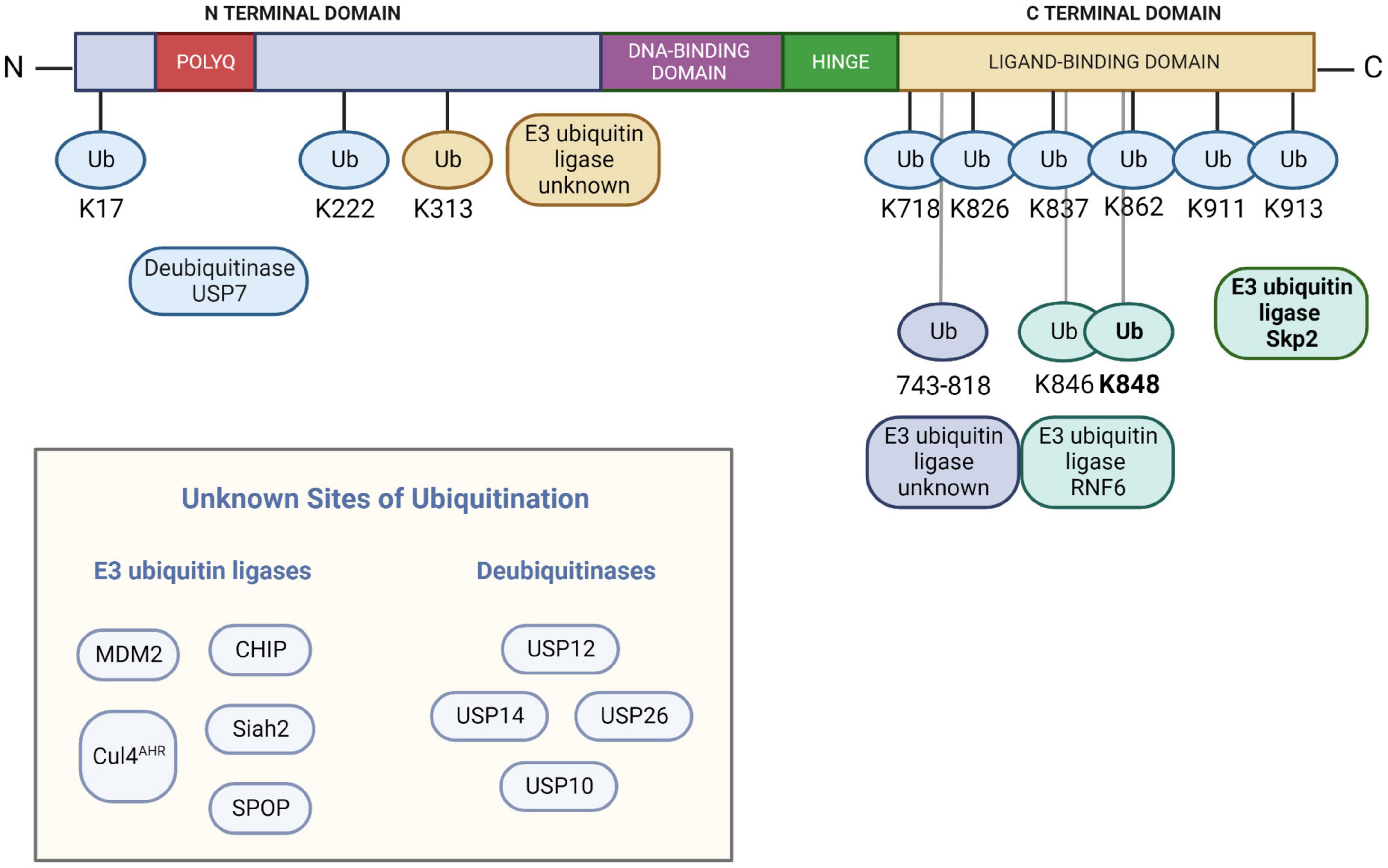 Frontiers | The role of ubiquitination in spinal and bulbar 